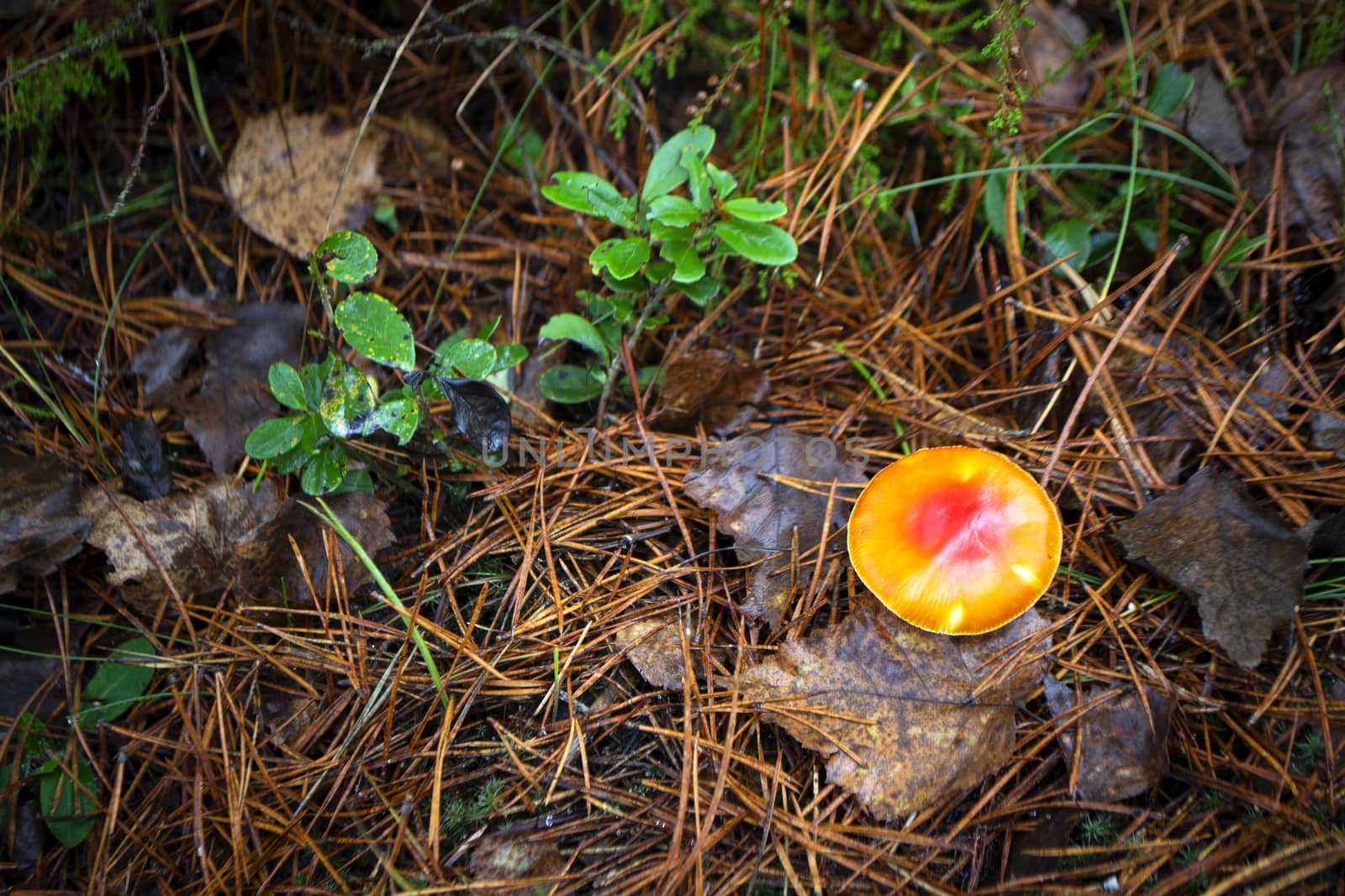 Fly bright orange Agaric in wild forest, autumn background top view