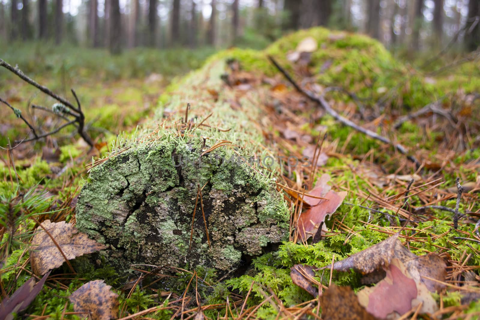 Moss on a dead log tree in wild forest. Moss ecosystem in natural habitat in forest. Close up