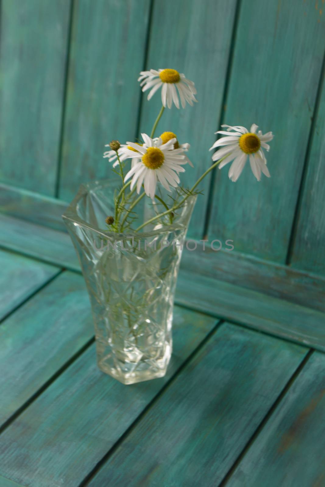 Bouquet of field daisies or camomile in a vase on turquoise background