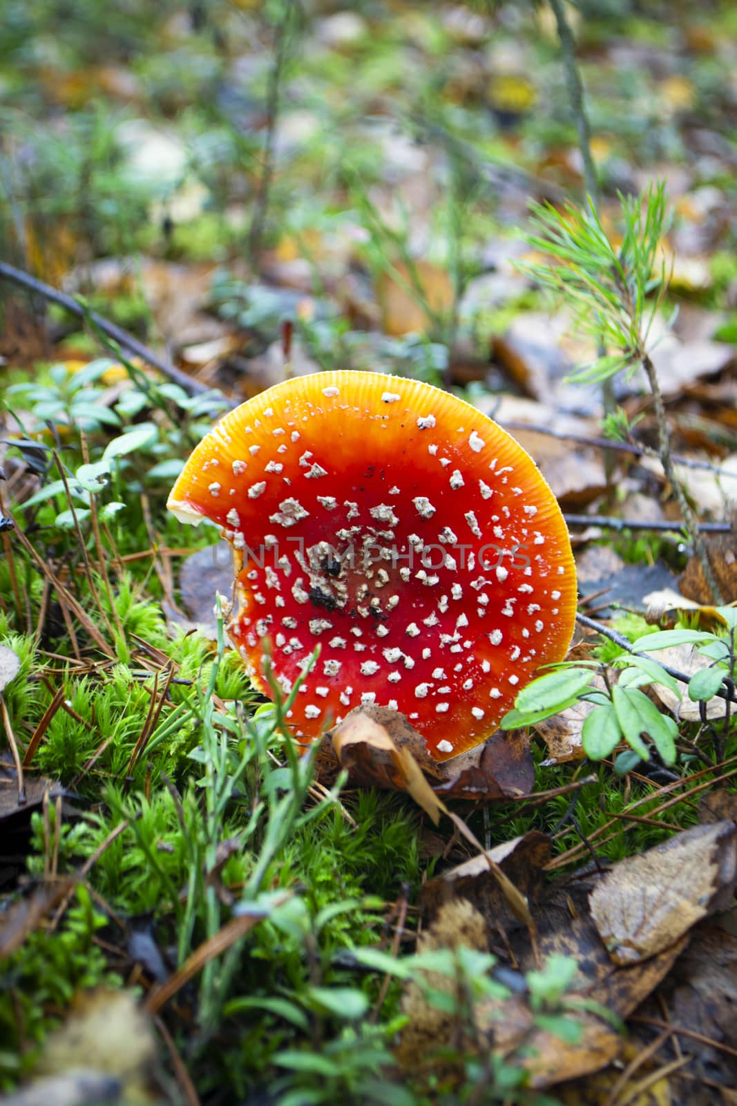 Fly agaric in autumn forest. Poison orange fly agaric mushroom. Fly agaric amanita mushroom vertical image