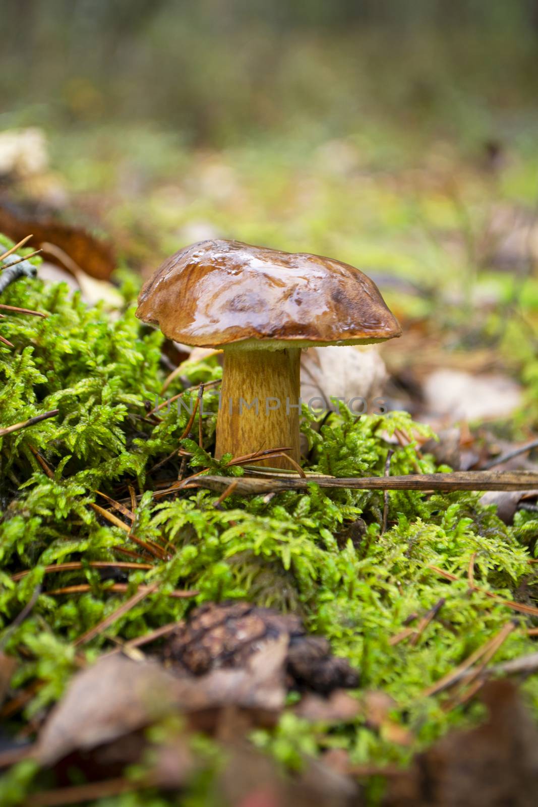 Boletus badius beautiful edible mushroom. Wild forest park, Belarus, vertical image