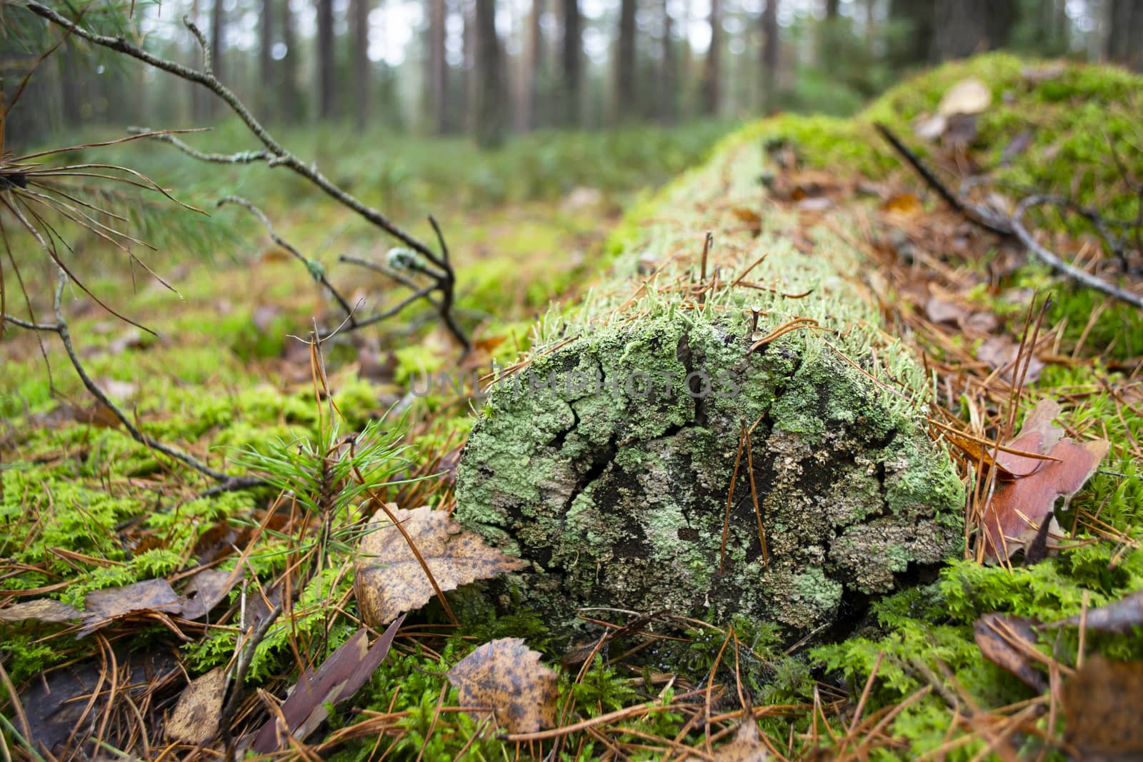 Wild forest fallen tree in the forest. The log is covered with blue green moss close up