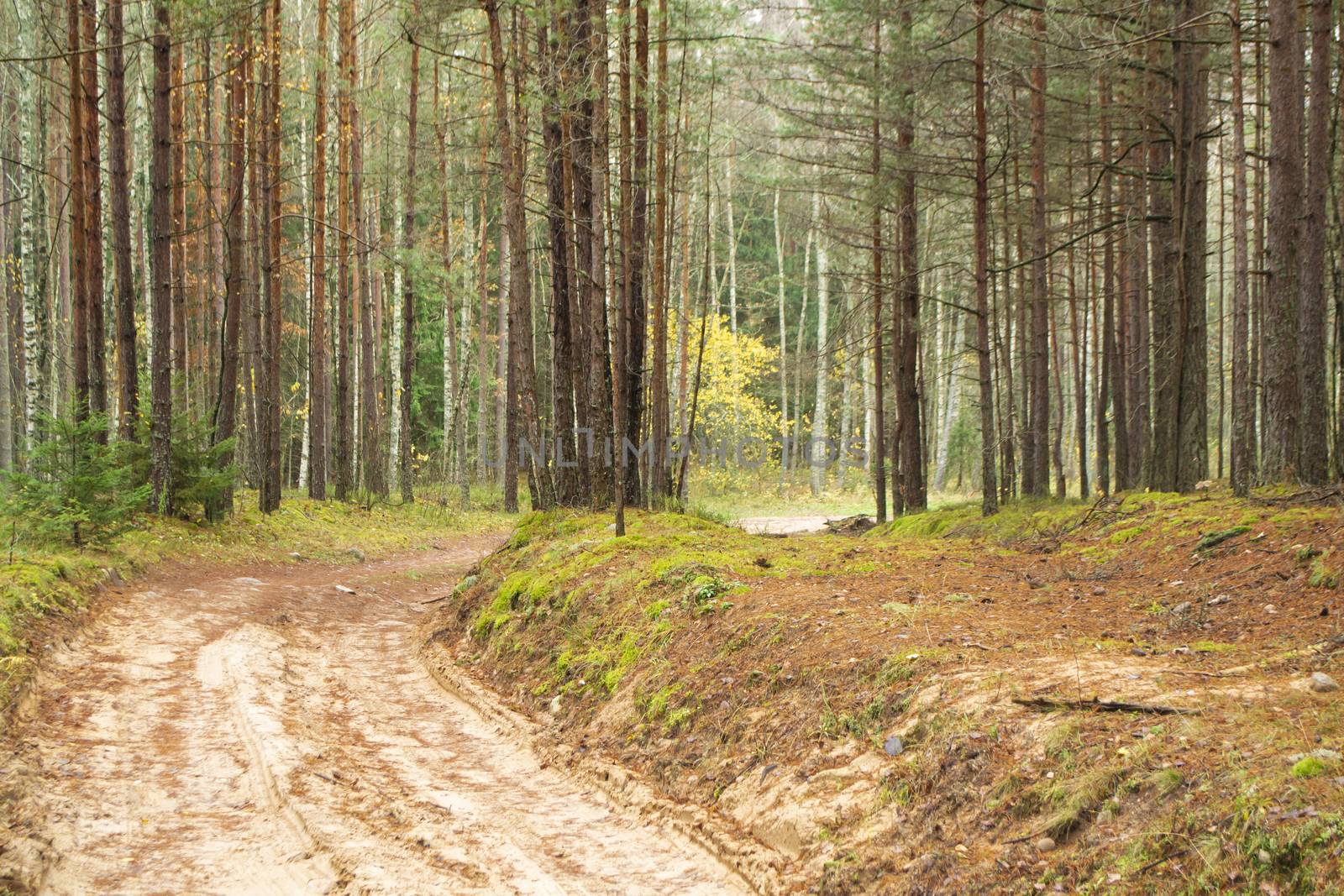 Magic autumn wild forest road in Belarus.