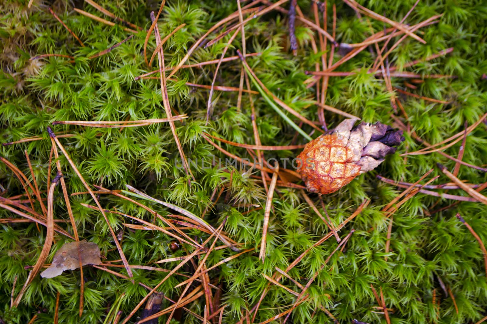 Red pine cone on green moss in a pine forest close up, flat lay