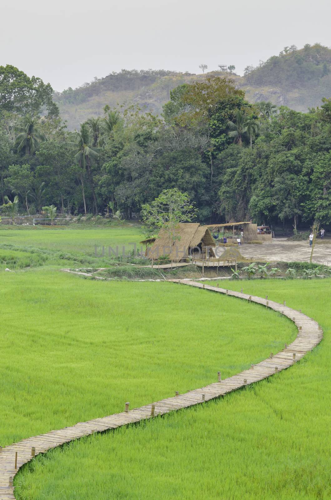 Cottage and green rice field with bamboo bridge in Thailand, Asia