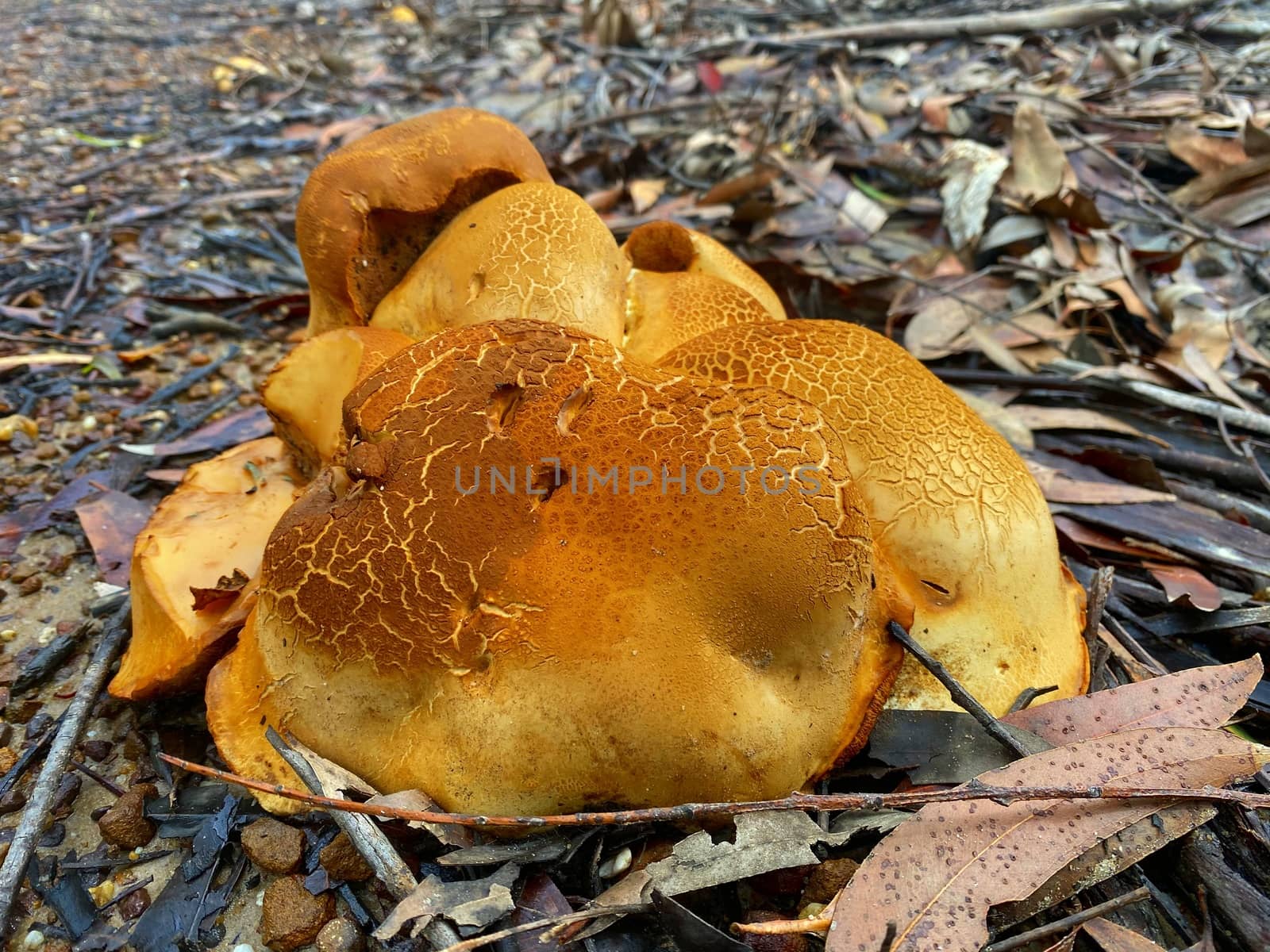 A large, unidentified cluster of orange mushrooms by Binikins