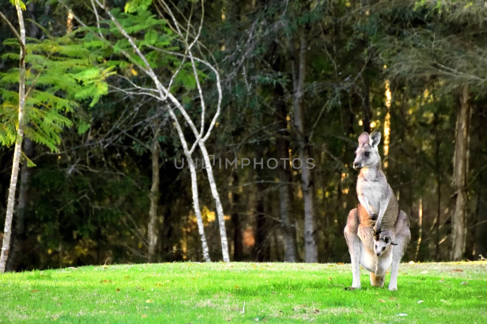 A Kangaroo with her Joey on grass