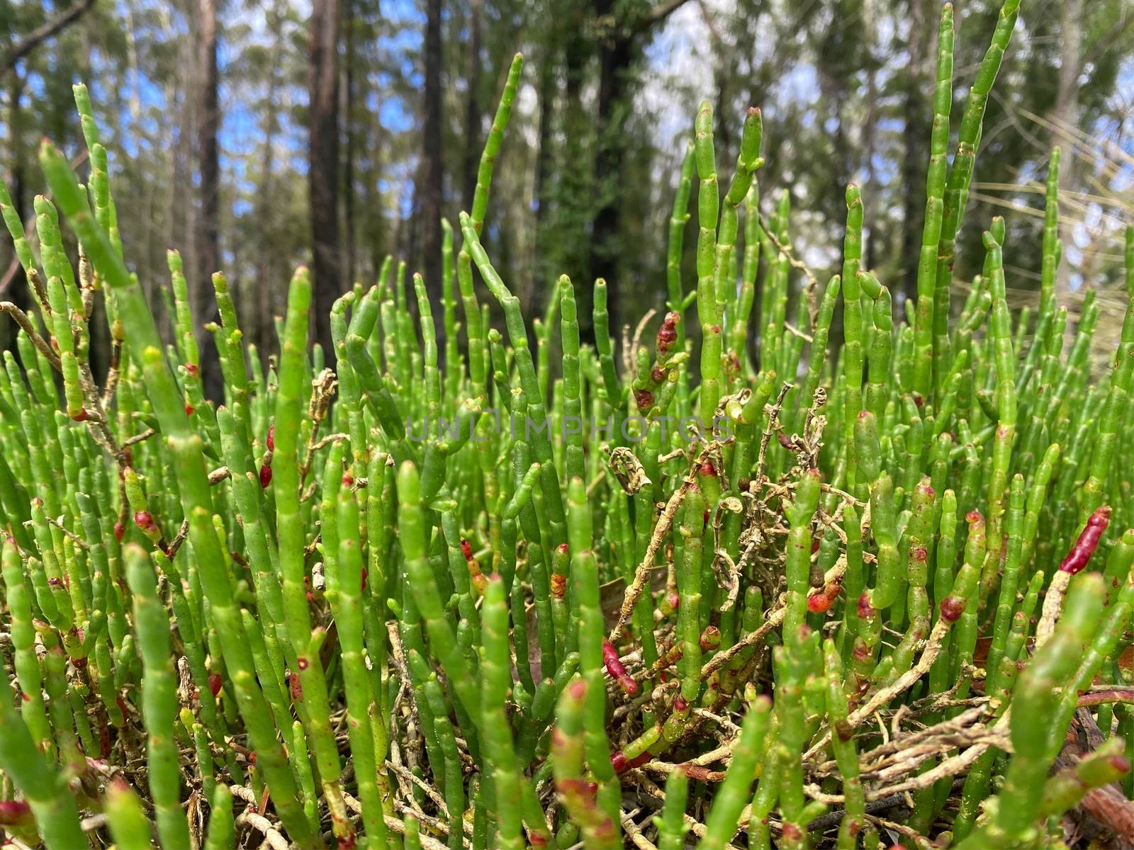 Edible wild Australian samphire growing near the shore