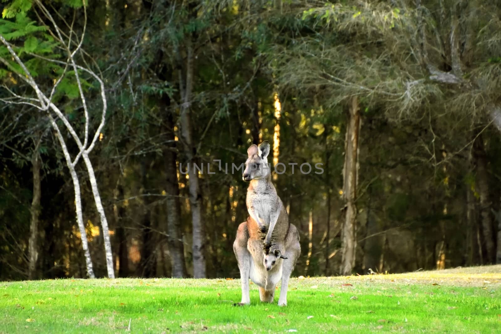 A Kangaroo and her Joey on grass by Binikins