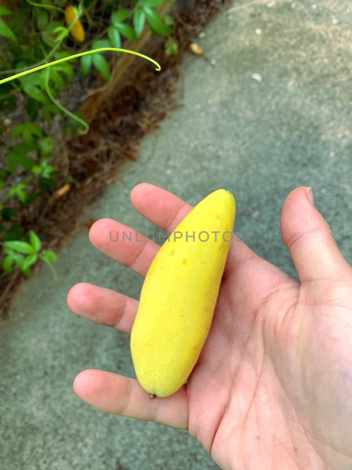 Perspective of a yellow banana passionfruit