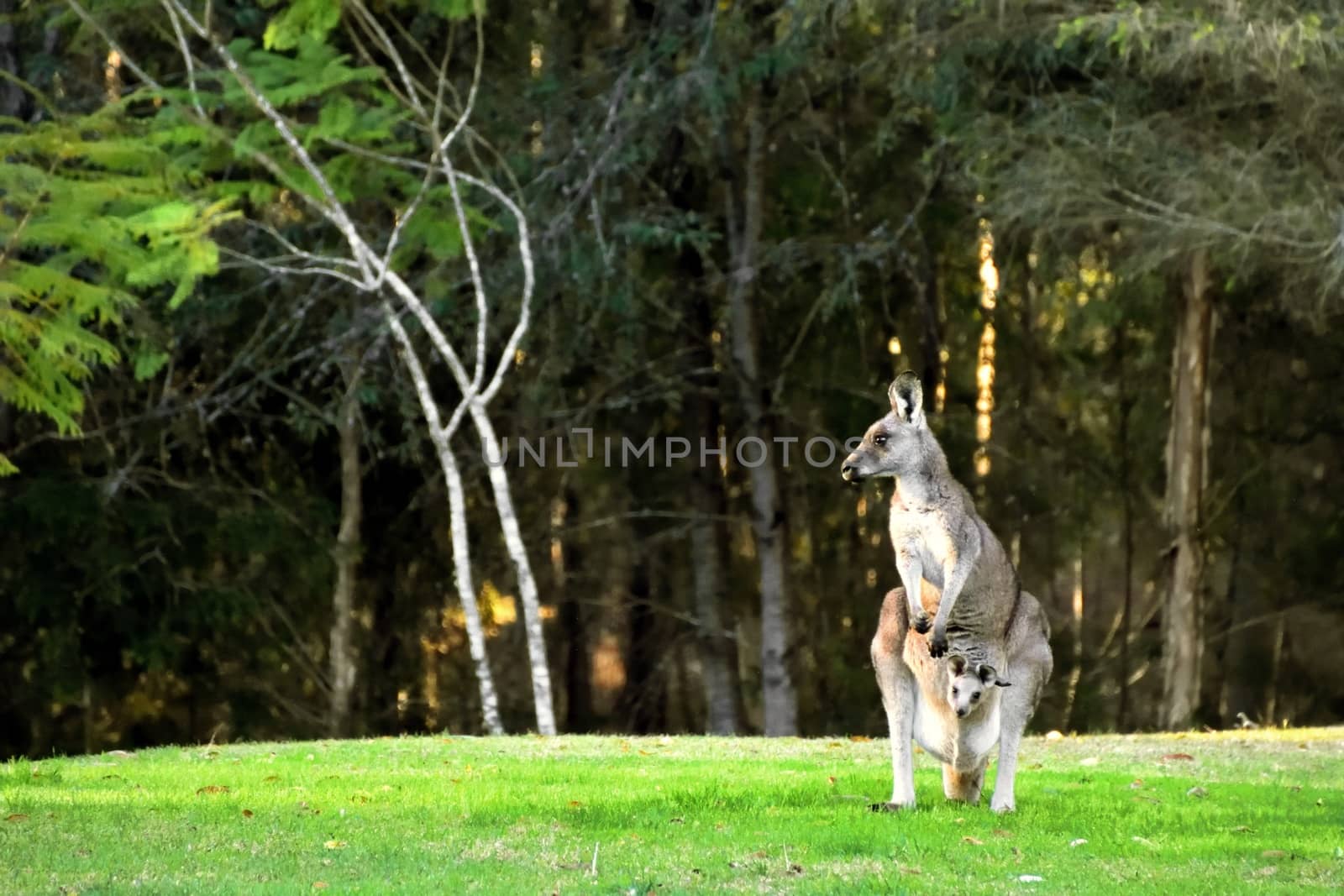 A Kangaroo and her Joey on grass by Binikins