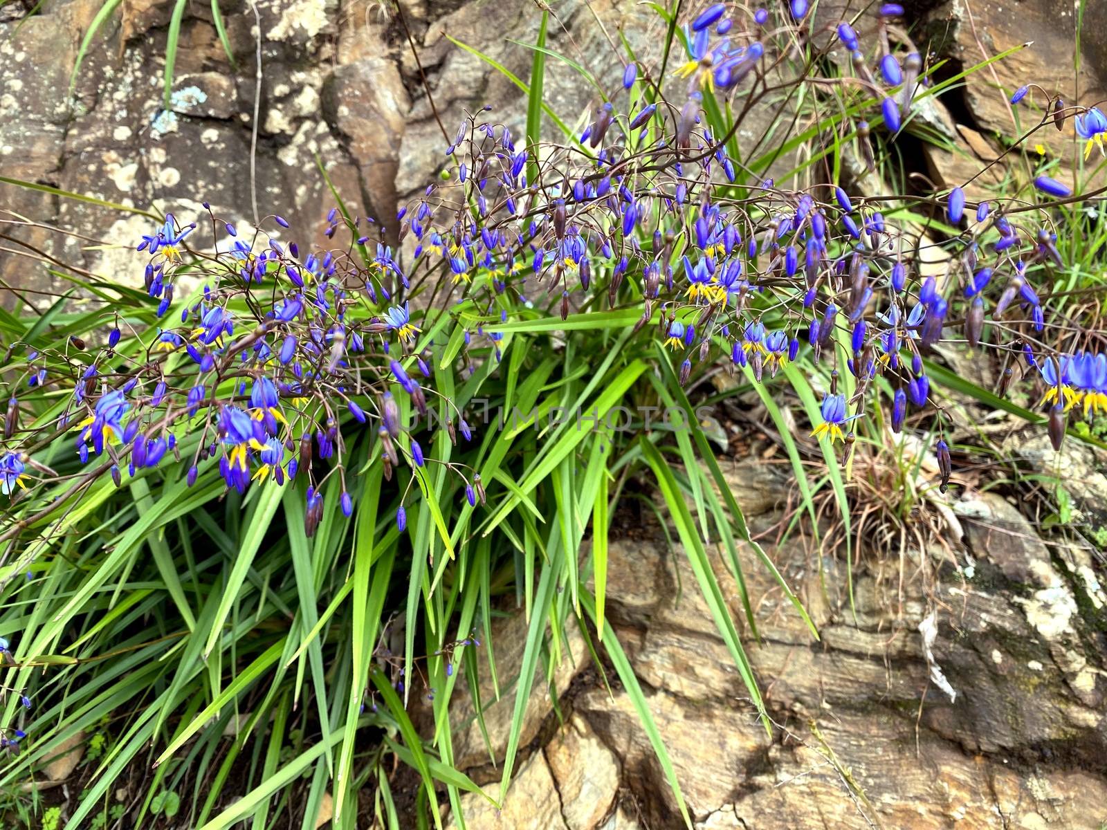 Blue flax lily flowers growing out of rock by Binikins
