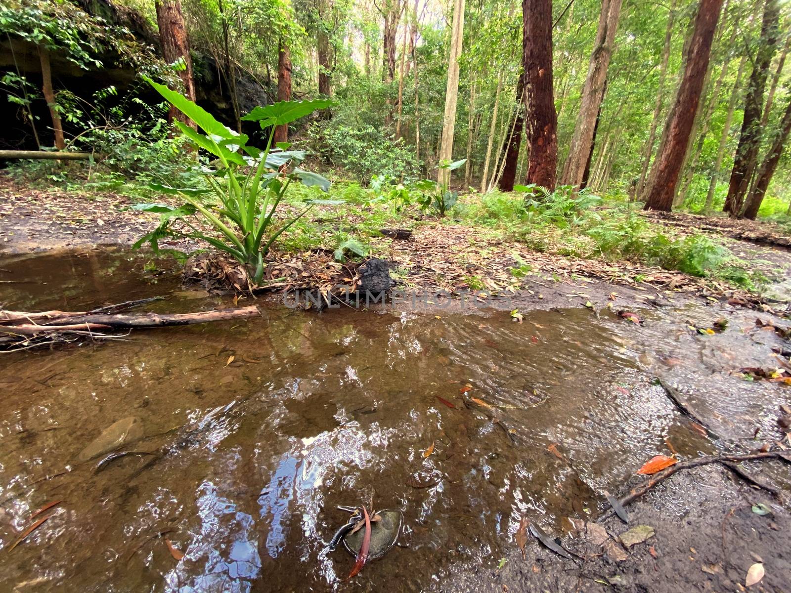 A pieceful creek in an Australian rainforest by Binikins