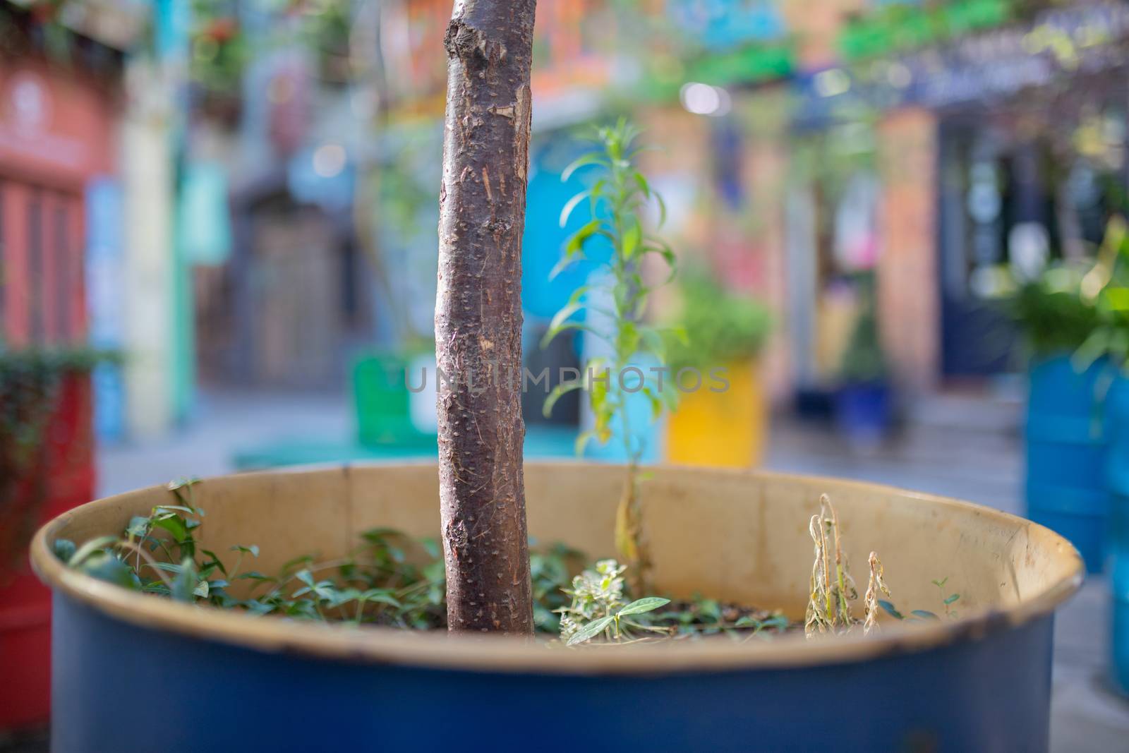Landscape View of Plants and a Thick Branch Planted on a Blue Metal Barrel with colorful blurry buildings from London, UK as background