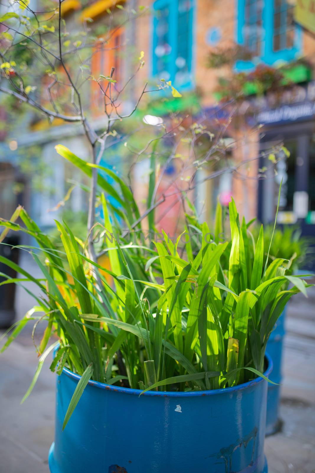 Portrait View of Plants Growing inside a Blue Steel Barrel with Blurry buildings as background