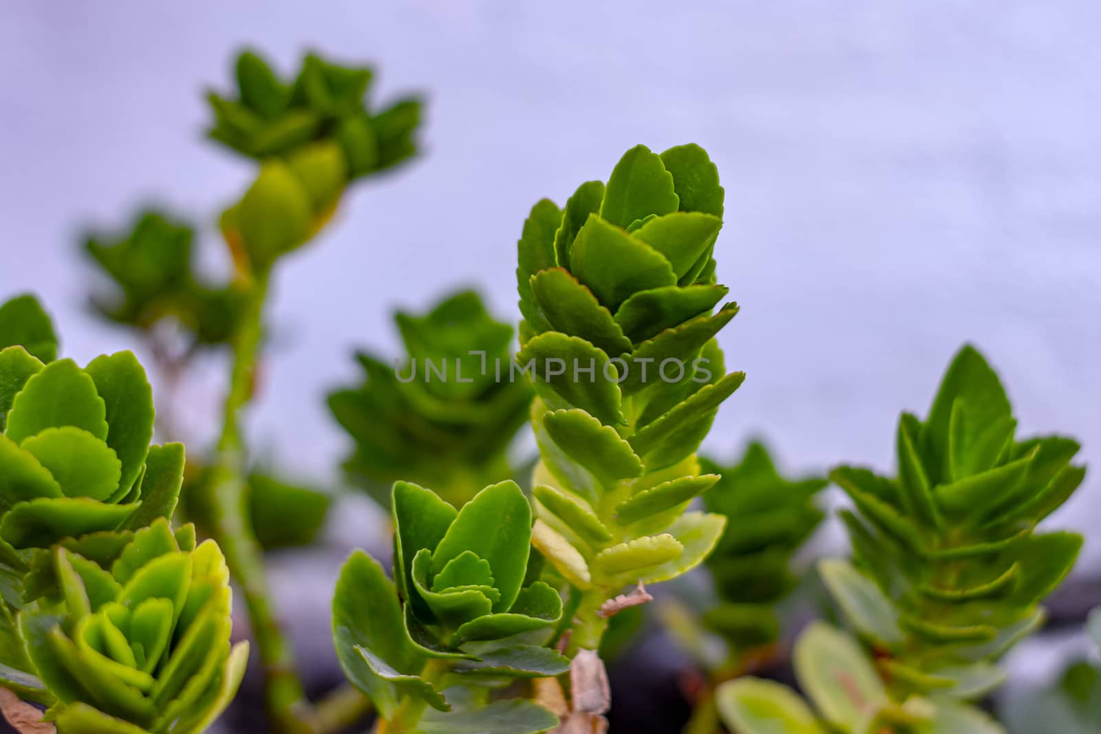 Green succulent leaf of subtropics