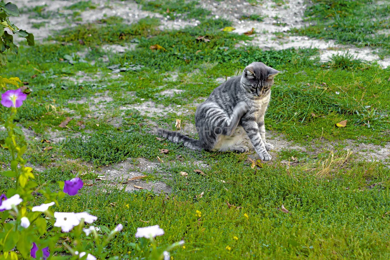 The cat raised his hind leg and licked her tongue.