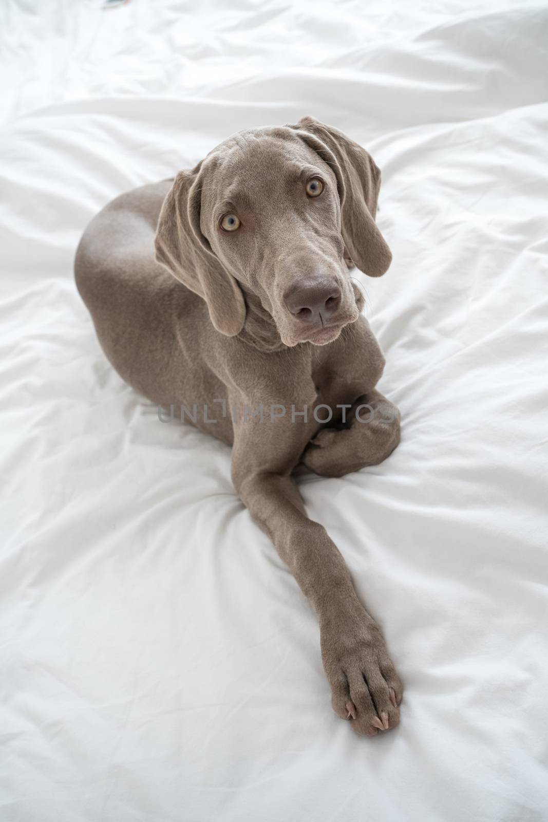 Tired sleepy Weimaraner pointer dog resting and lying on bed covered with white bed sheet in bedroom by petrsvoboda91