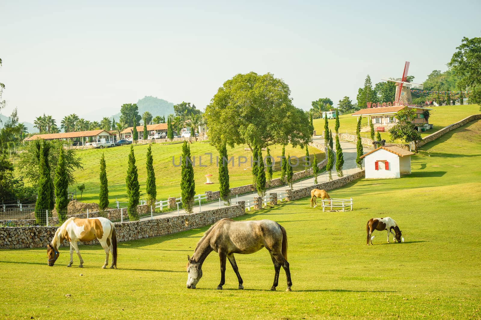 horses in the green field of resort by domonite