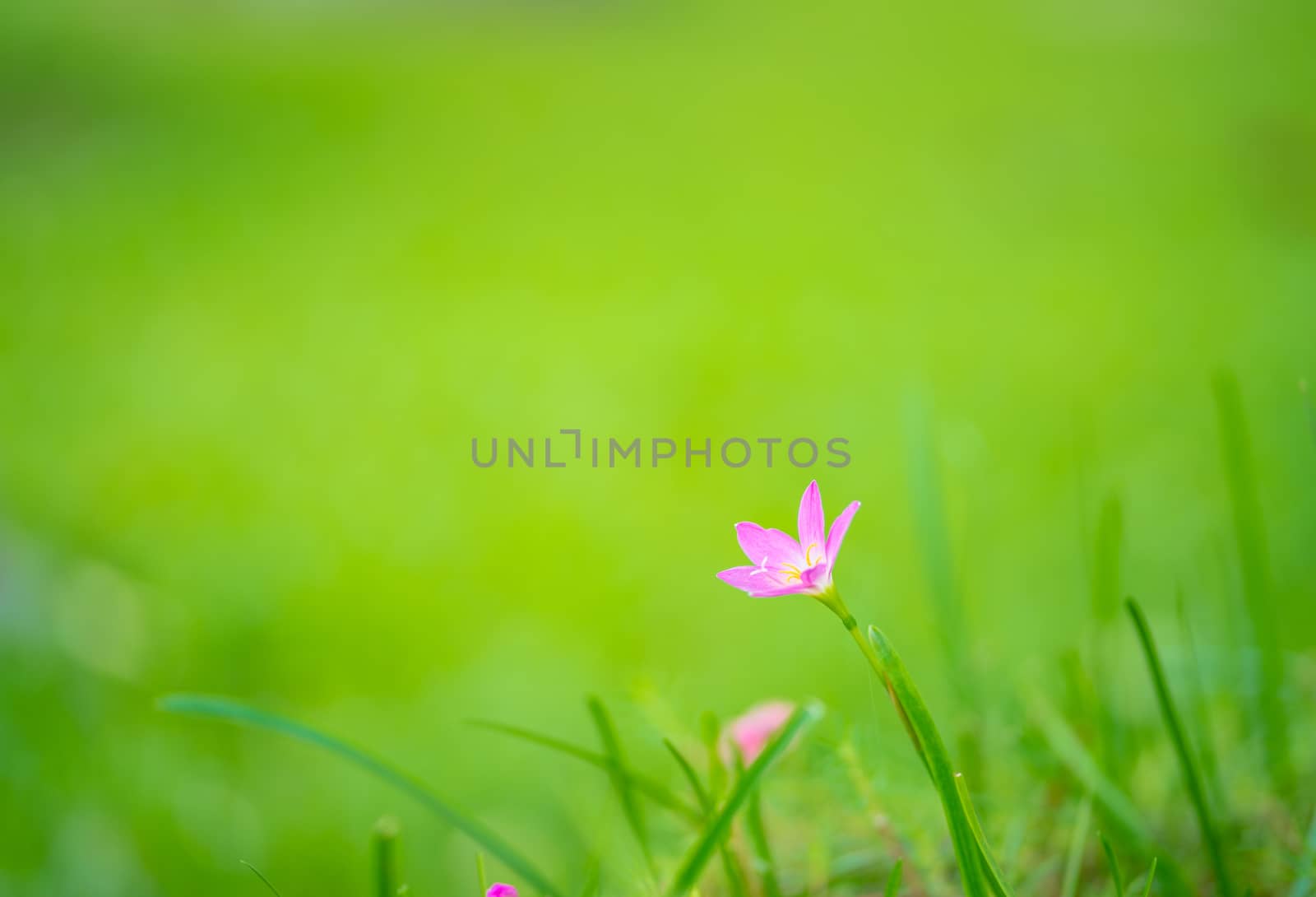 purple grass flower on green background