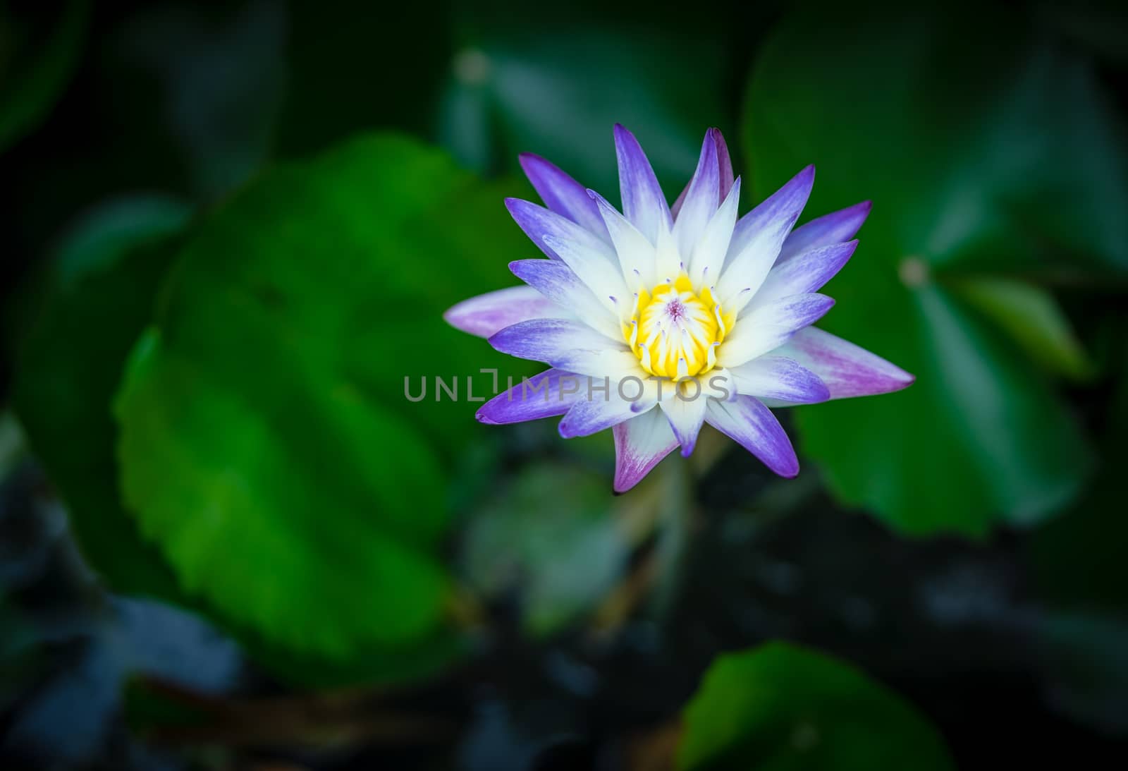 water lily with lotus leaf on pond