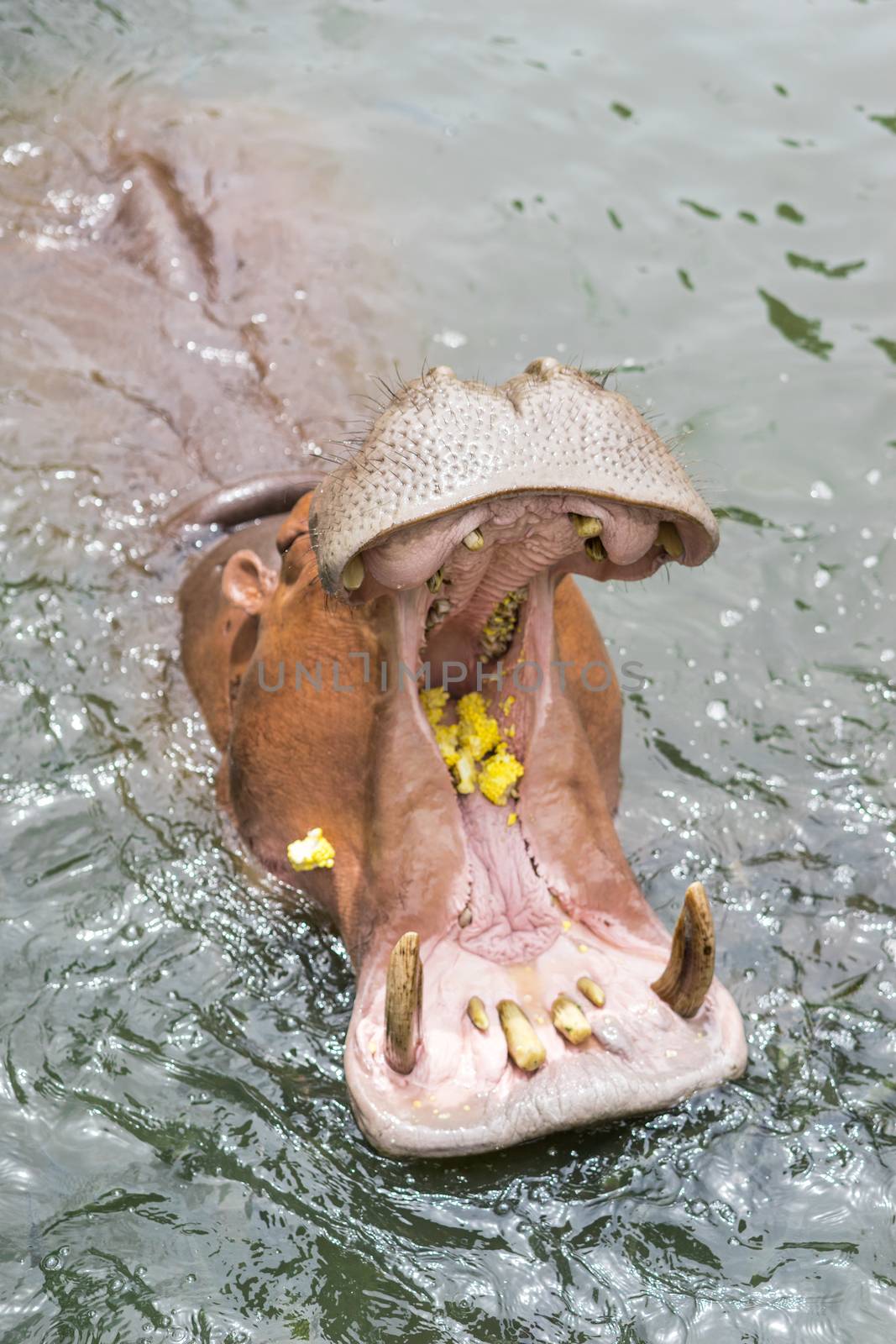 Hippopotamus wide open in the water by domonite
