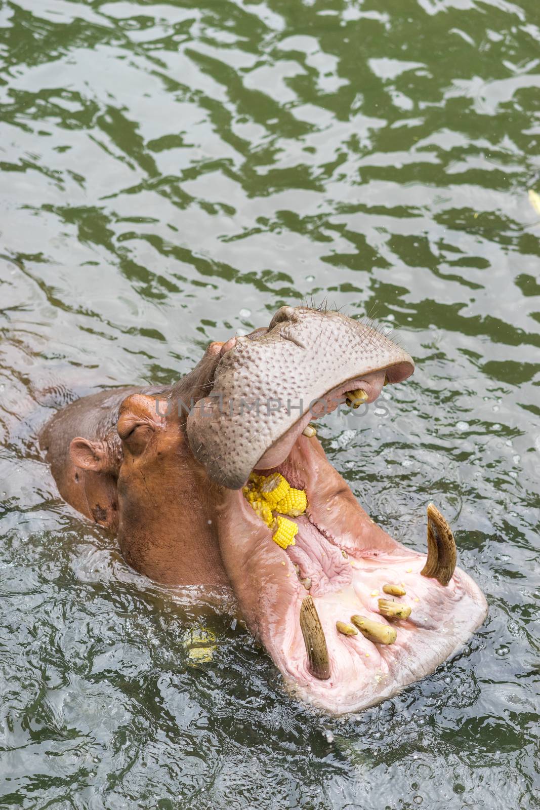 Hippopotamus wide open in the water by domonite