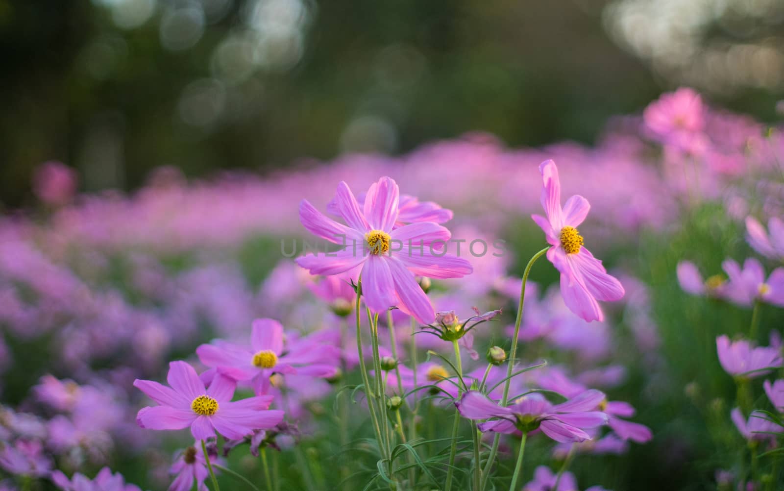 Pink cosmos flowers by domonite