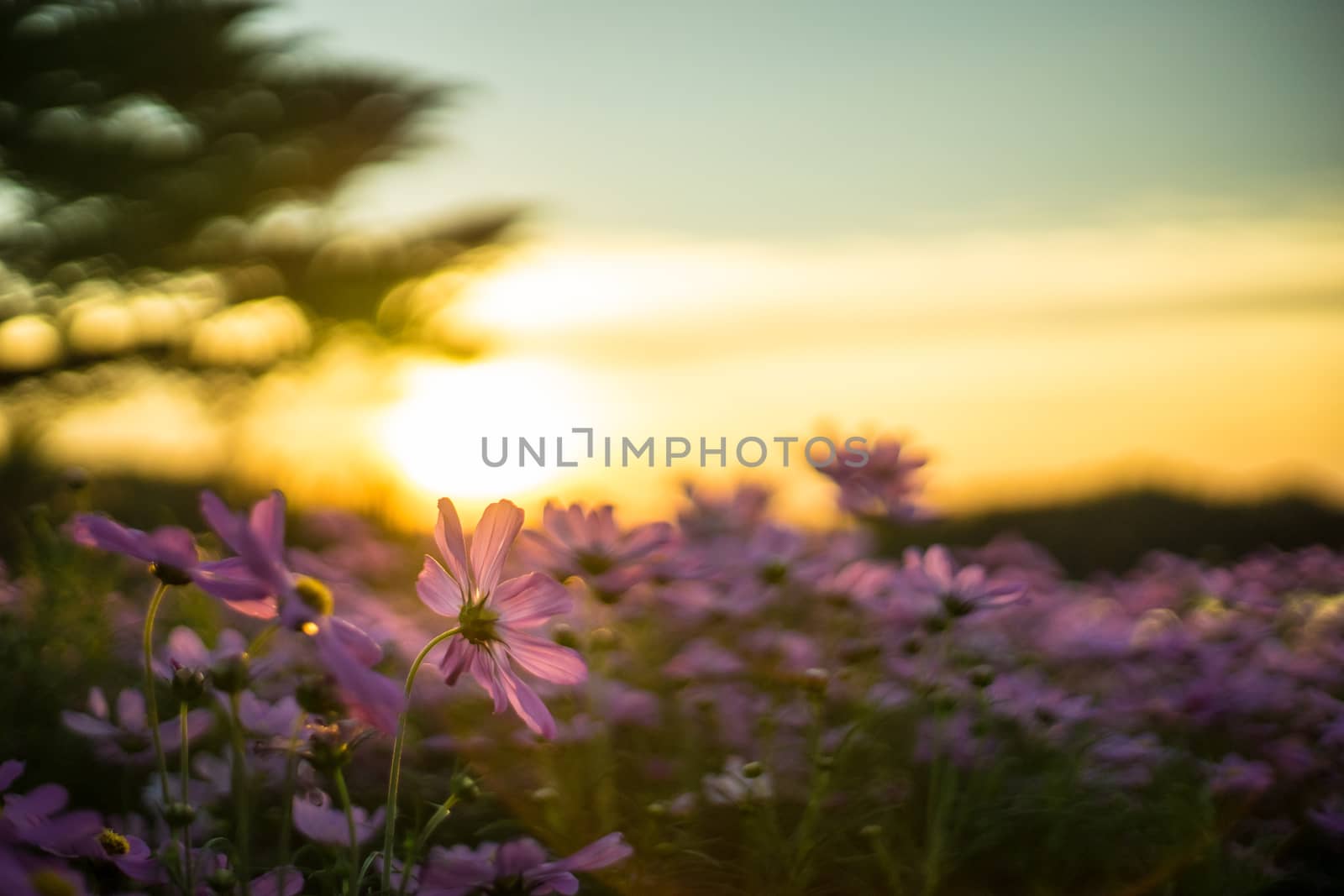 Pink cosmos in the evening