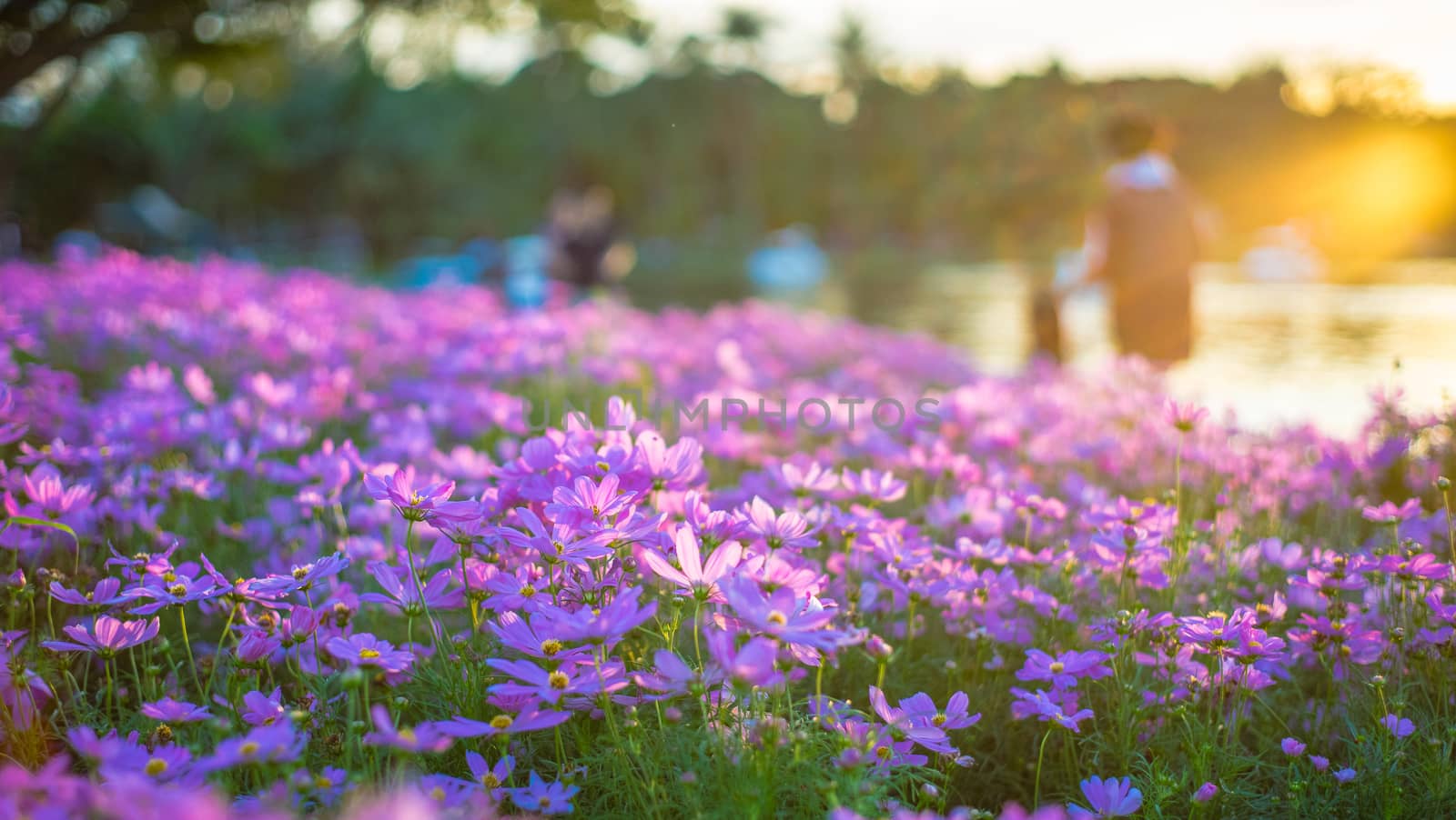 Pink cosmos in the evening and people