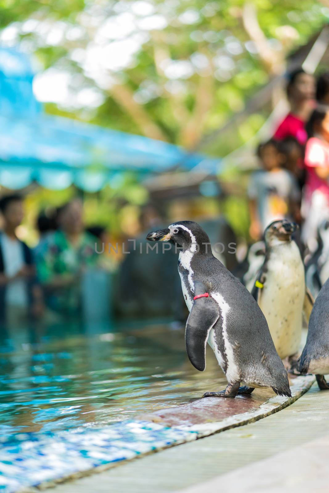 Penguins are standing in the zoo