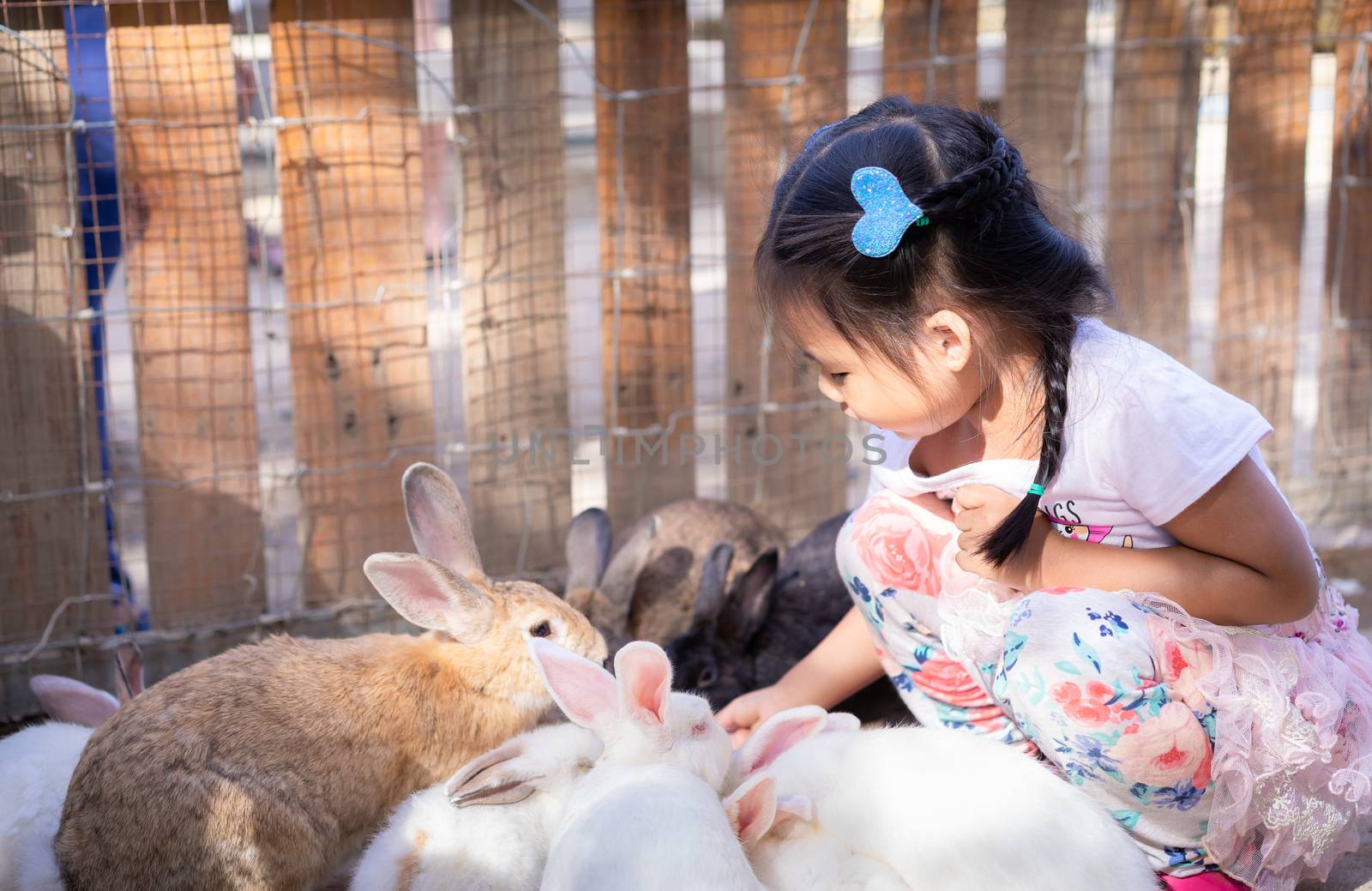 Cute little asian girl feeding rabbit on the farm by domonite