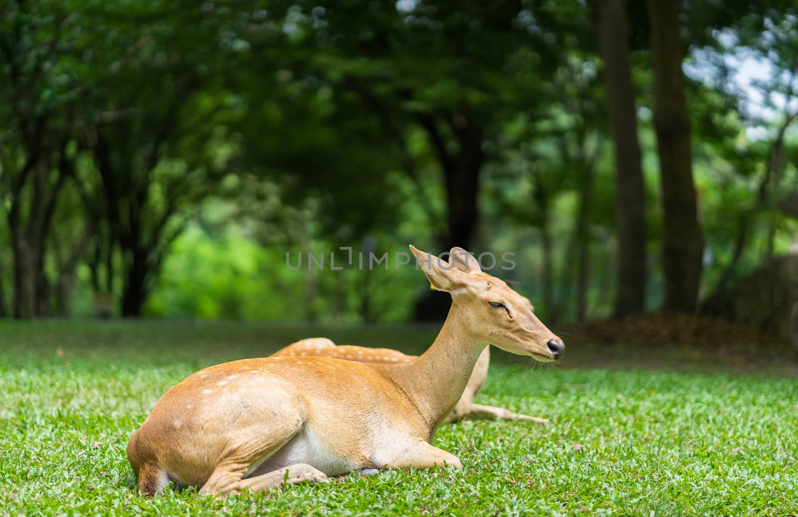 antelope lying in the zoo by domonite