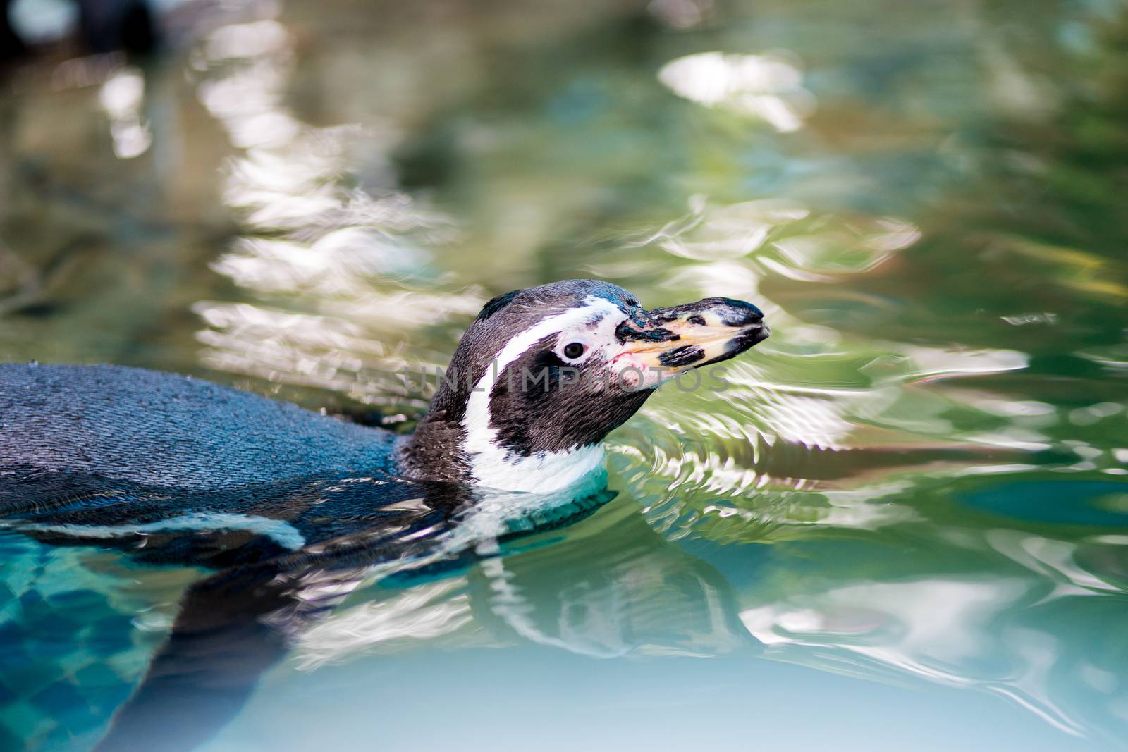 Penguin is  swimming in the zoo by domonite
