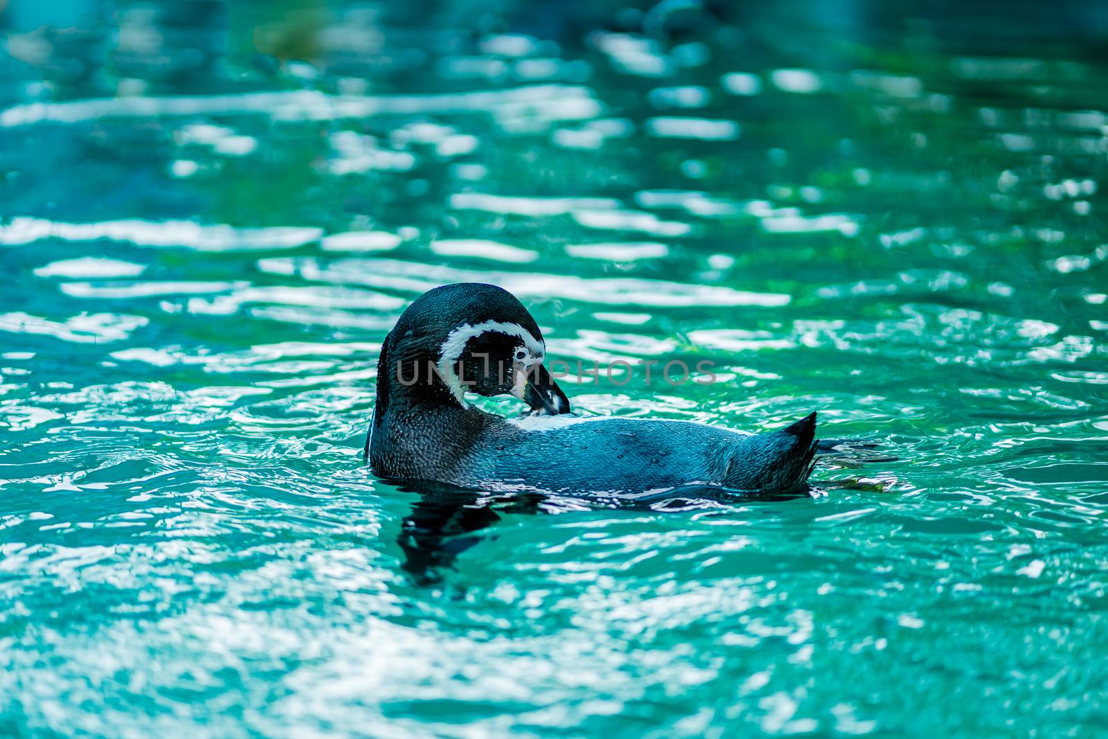 Penguins are swimming and preen hair in the zoo