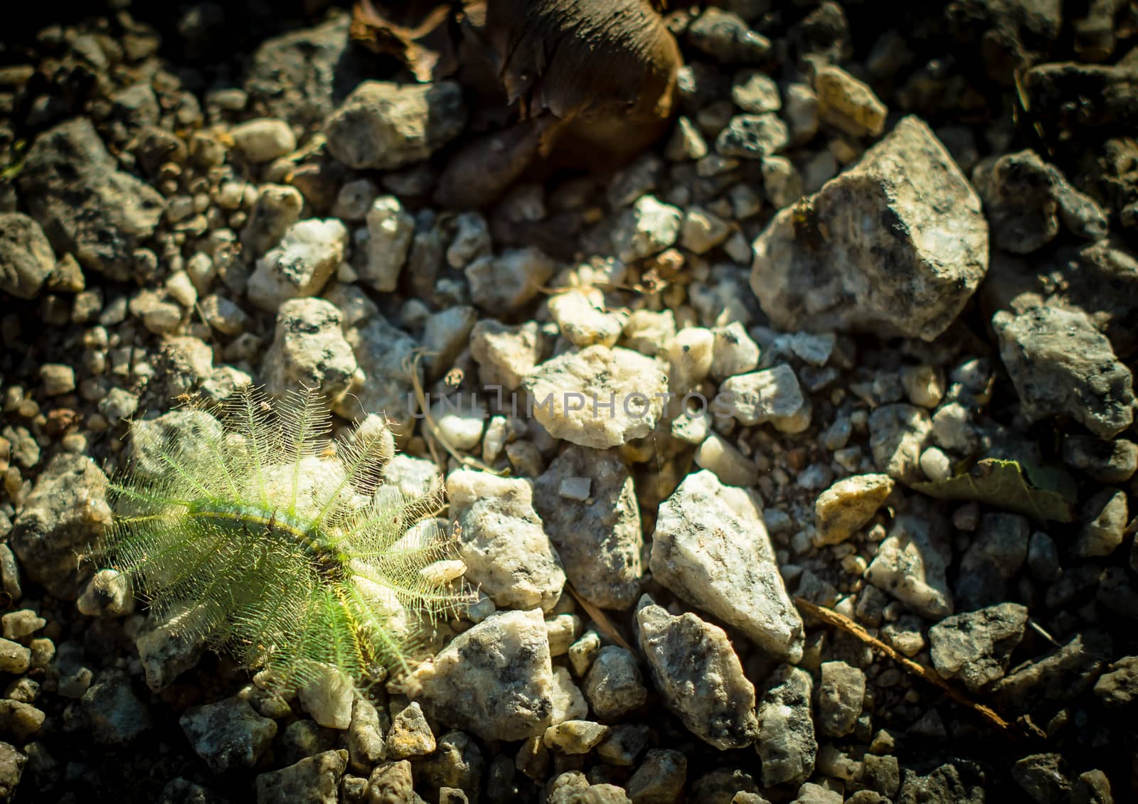 Nettle Caterpillar on the rock by domonite