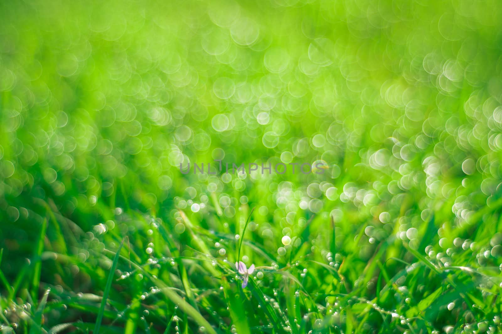 drops of dew on a green grass by domonite