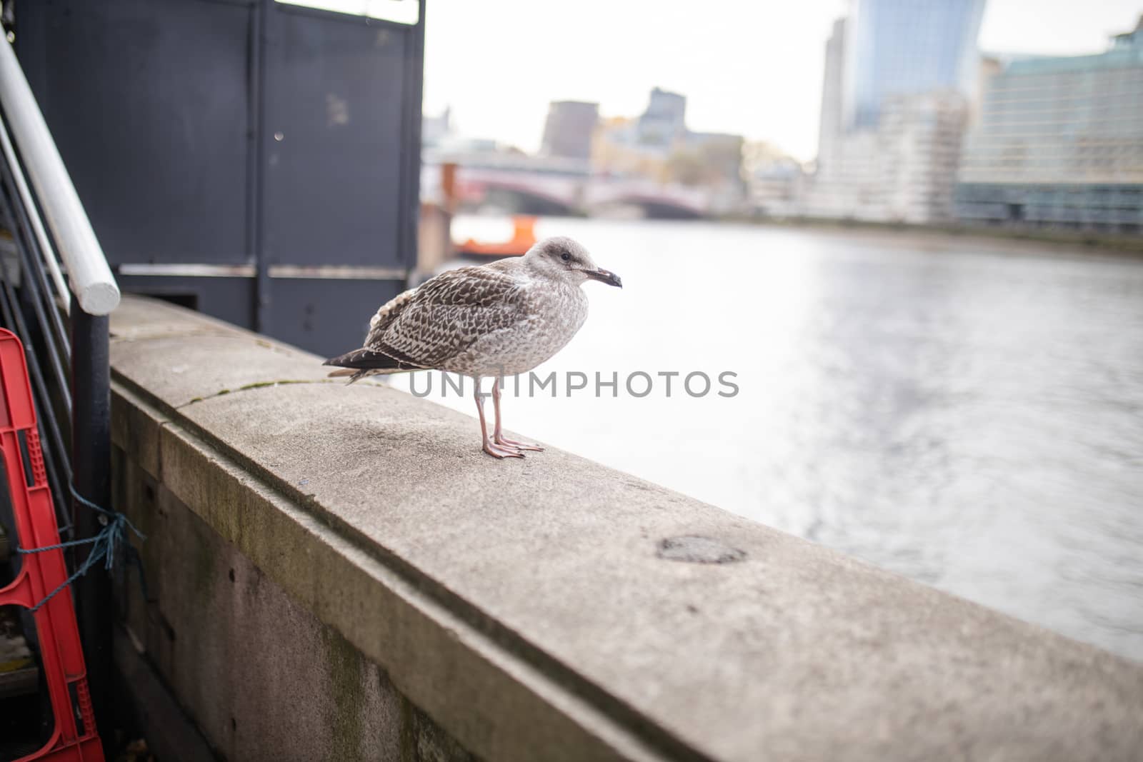 Landscape view picture of a European Herring Gull Standing on a Concrete Barrier with River Thames as Background