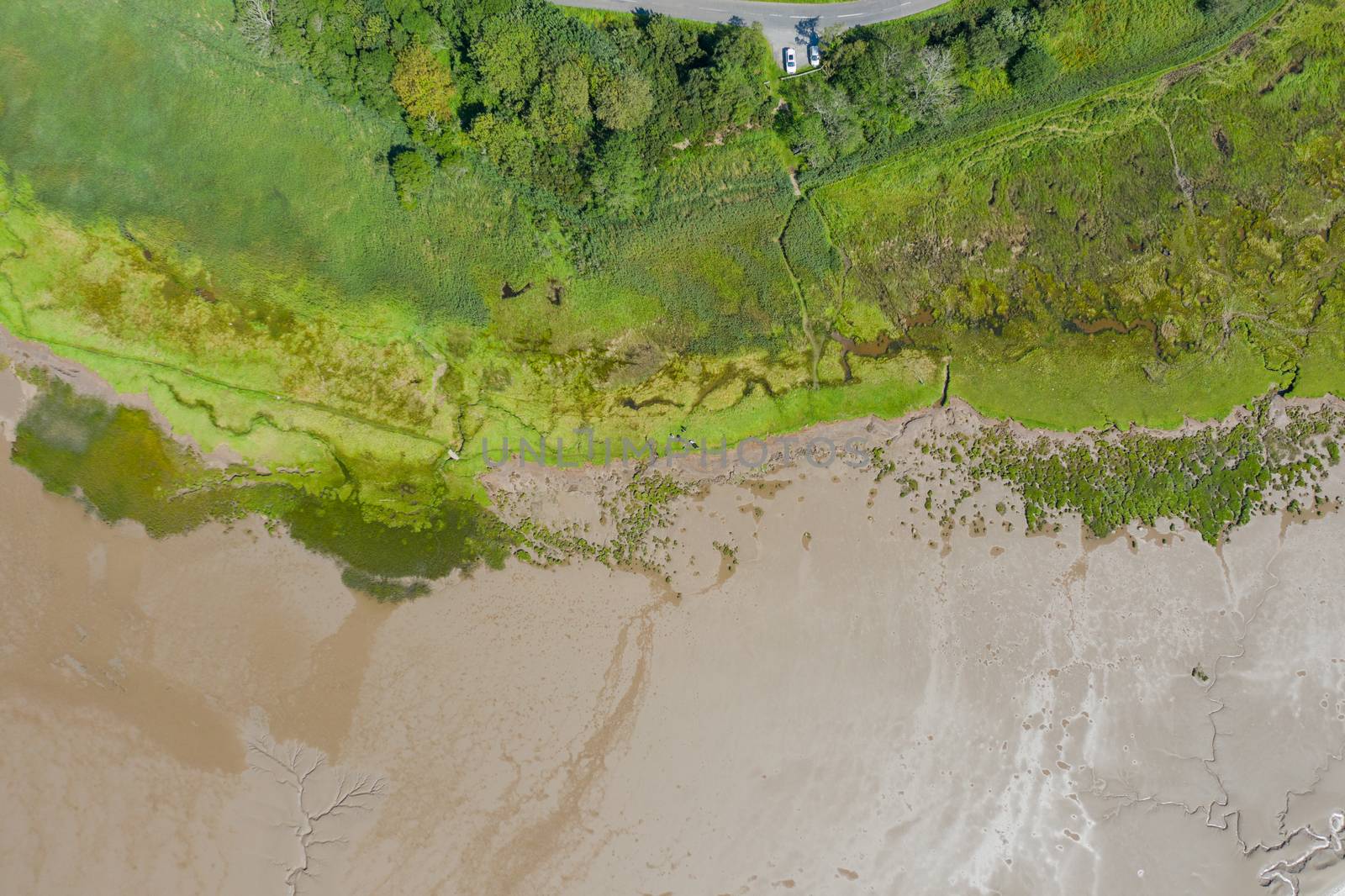 Aerial Landscape Picture of Trees and Grass Alongside the Algae and Sand from the coast