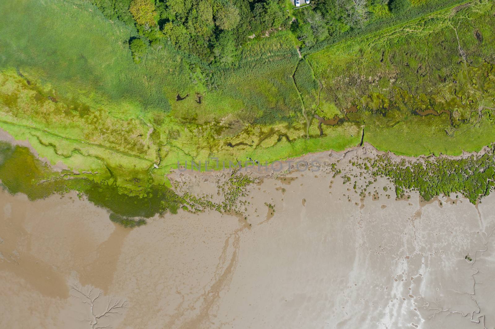 Aerial Landscape Picture of Trees and Grass Alongside the Algae and Sand from the coast