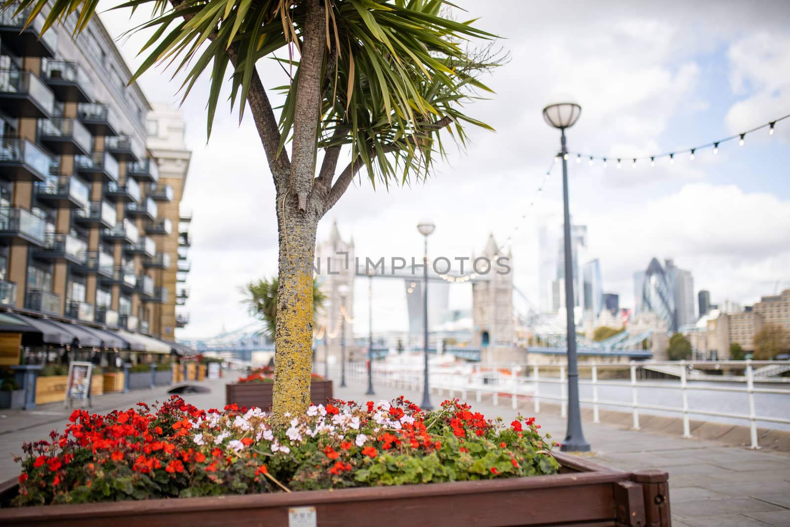 Red Flowers and a Small Tree on the thoroughfare with a Cityscape and the Tower Bridge over the Thames River as Background