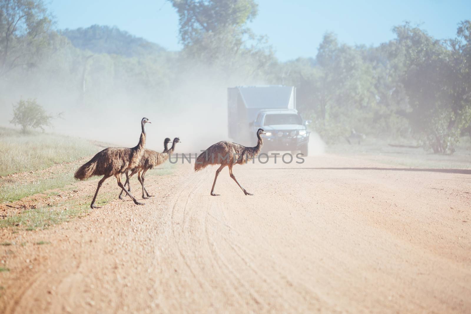 Some emus attempt to cross a dirt road near Mt Surprise, Queensland, Australia