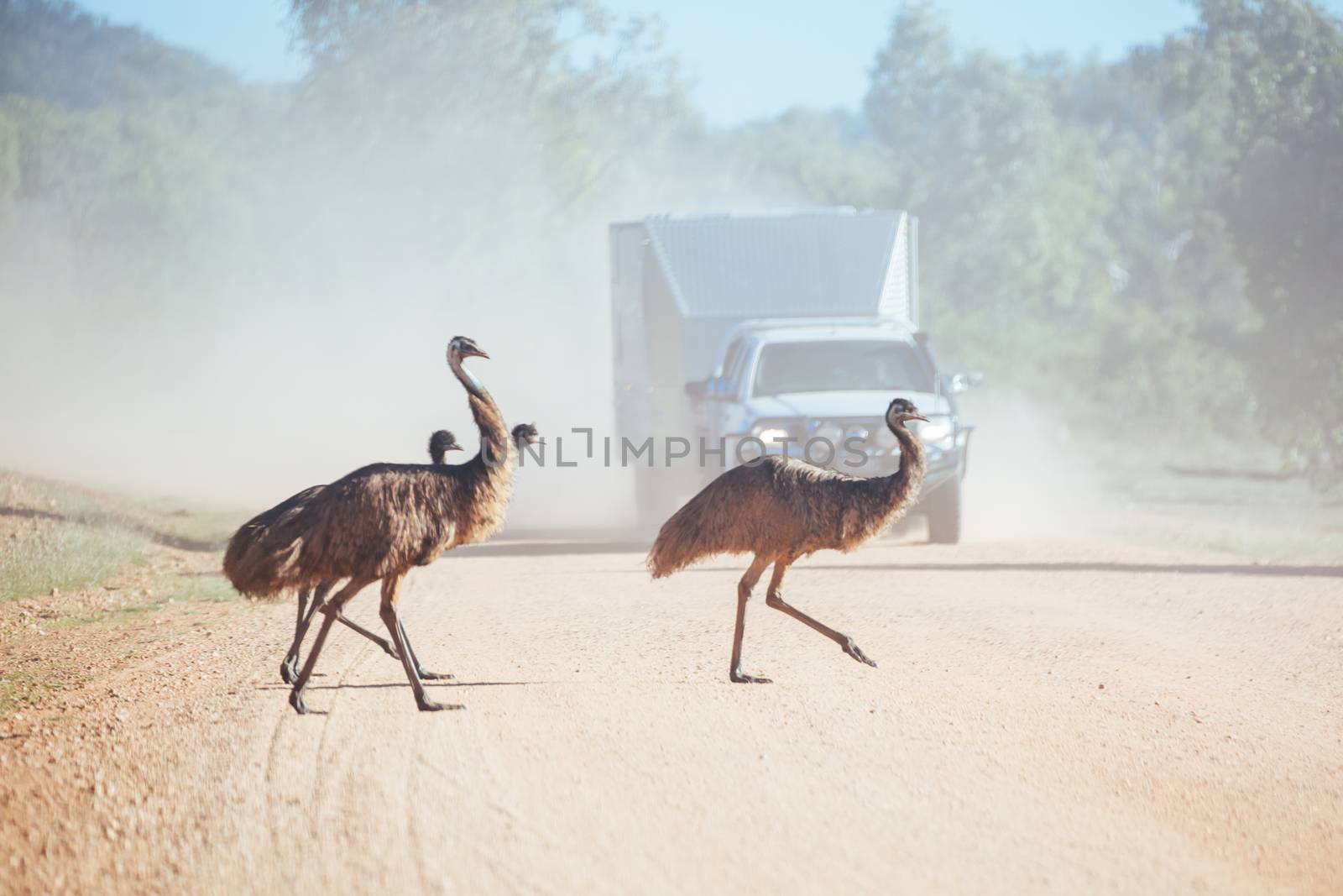 Some emus attempt to cross a dirt road near Mt Surprise, Queensland, Australia