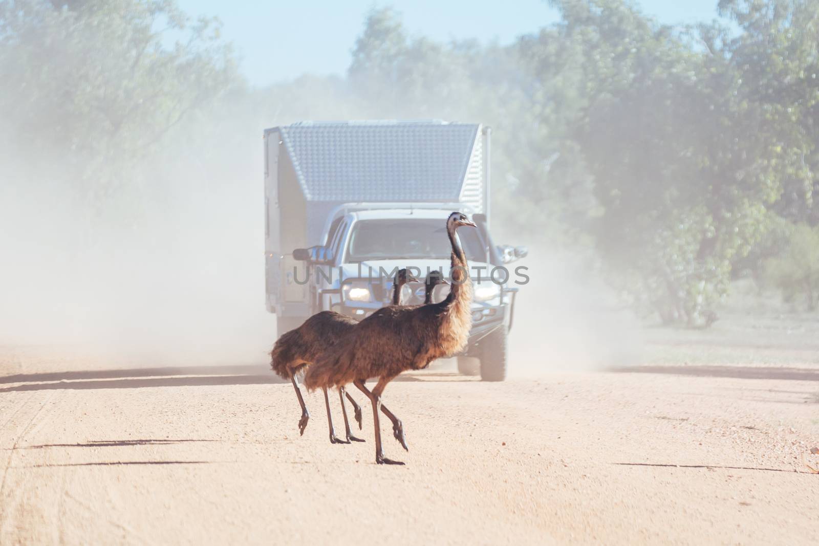 Some emus attempt to cross a dirt road near Mt Surprise, Queensland, Australia
