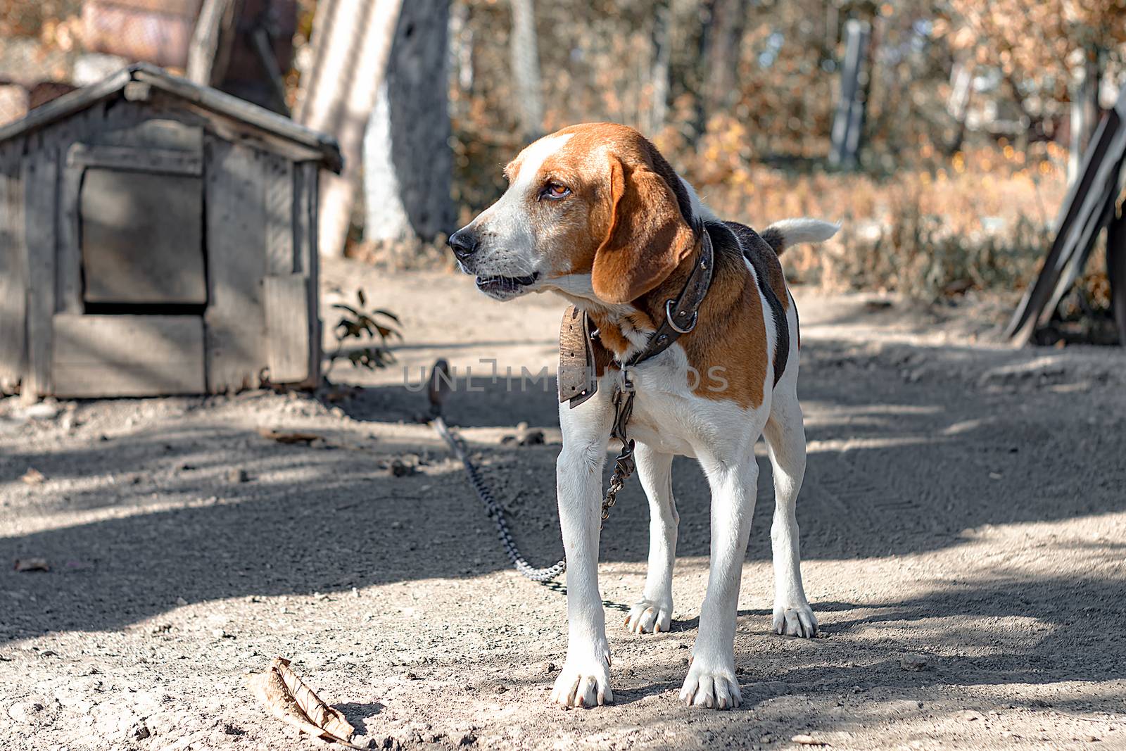 Estonian Hound dog outdoor portrait at cloudy day