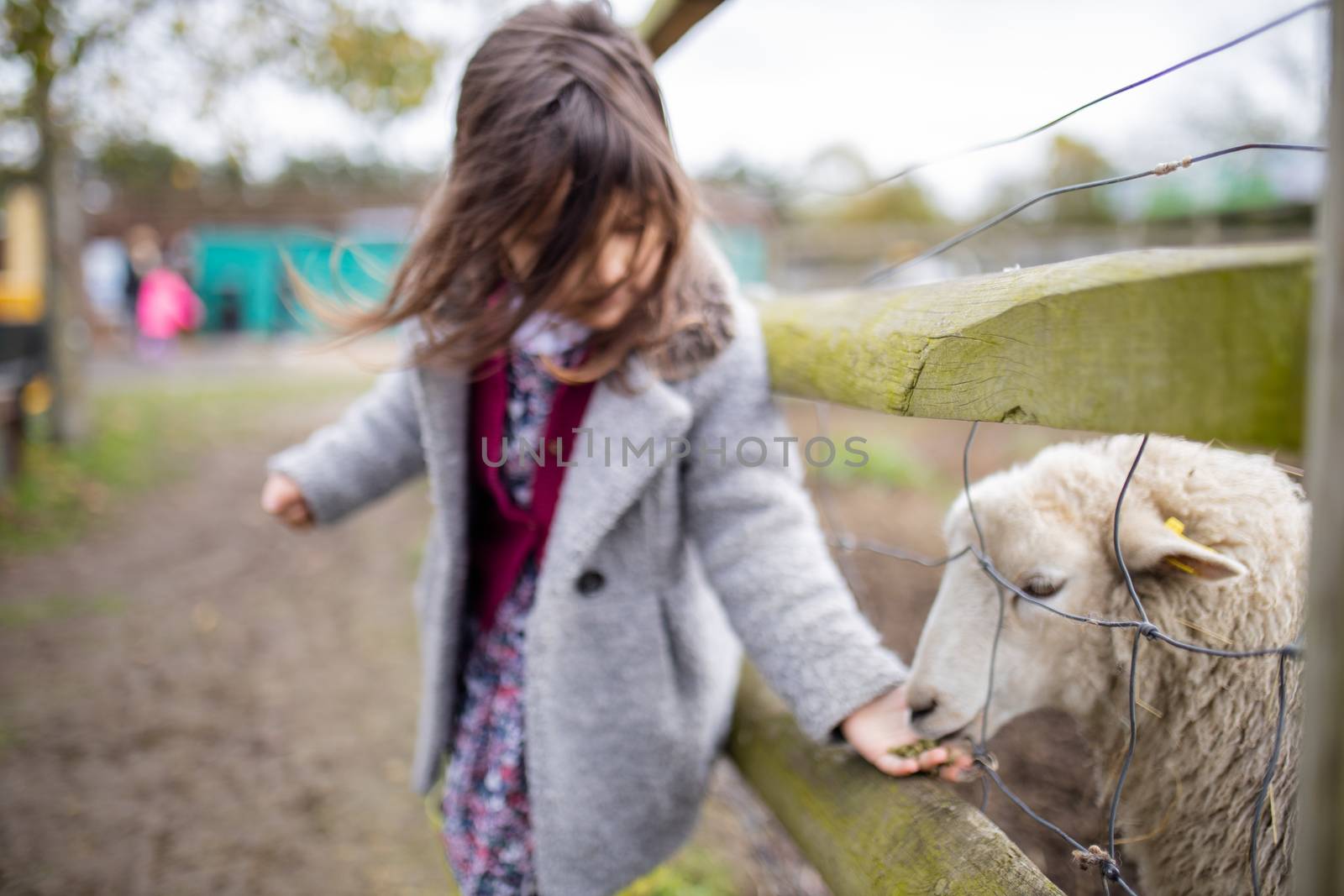 Little brunette girl in a gray coat feeding a white lamb sticking its snout out of a fence at a farmyard