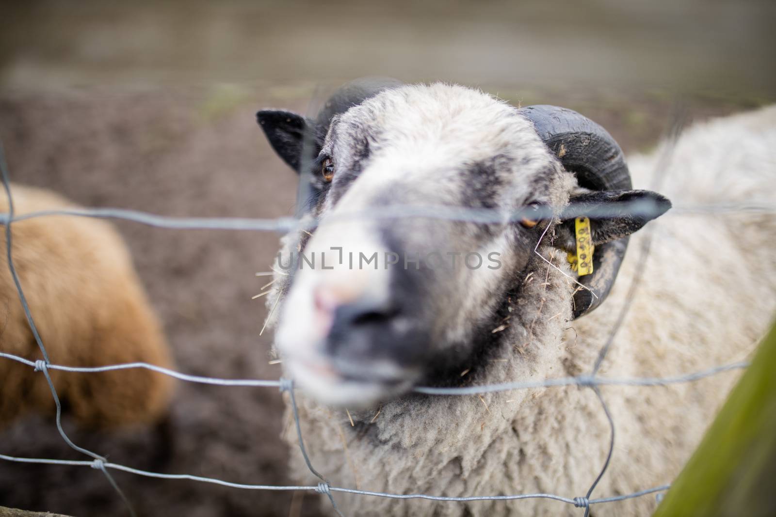 A horned black and white sheep up close sticking its snout out of a fence at a farmyard looking directly at the camera