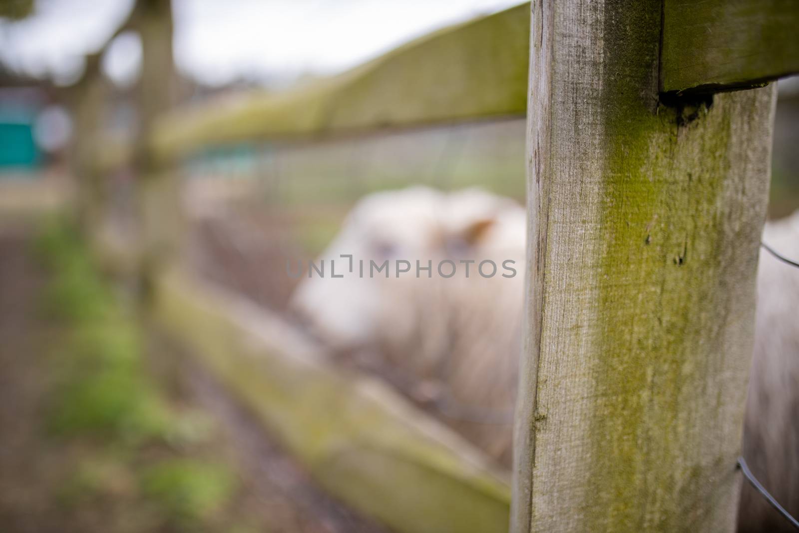 Lateral view of a blurry white sheep sticking its head out between two wooden planks from a blurry wooden fence at a farmyard