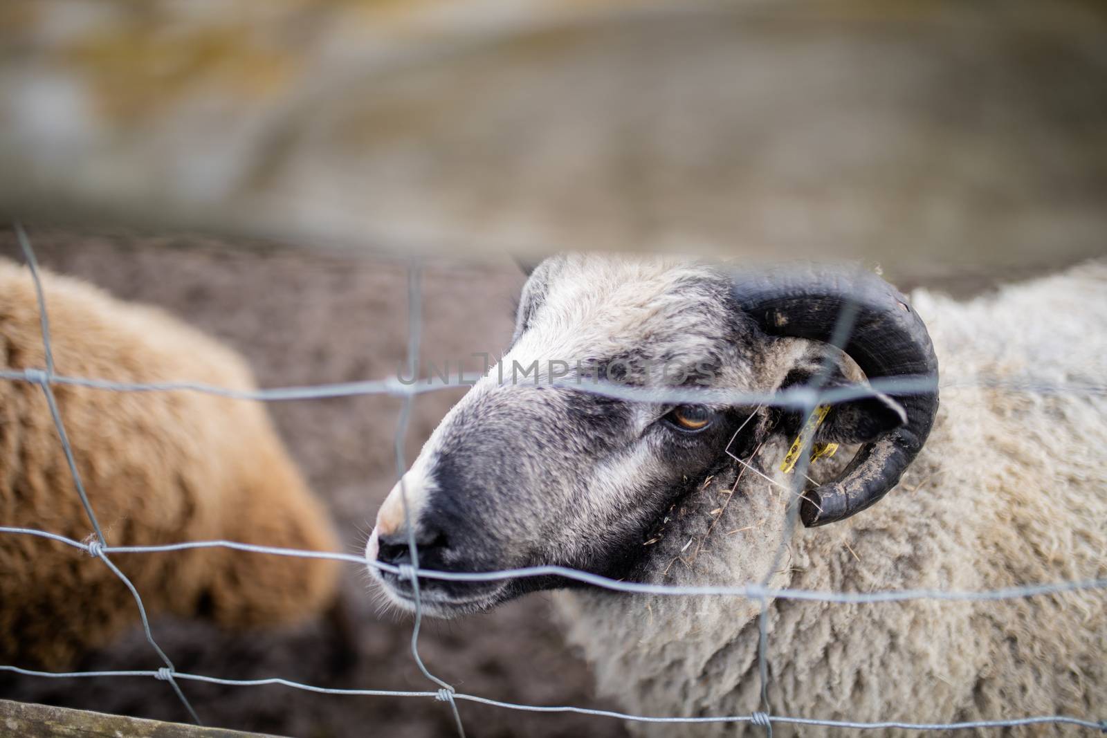 Up close view of a horned black and white sheep on the muddy ground behind a square knot fence at a farmyard