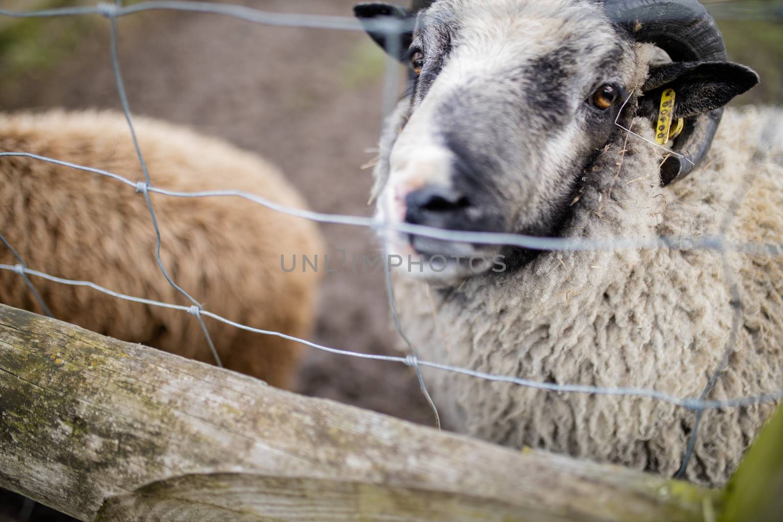 A horned black and white sheep on the muddy ground behind a fence at a farm yard looking directly at the camera